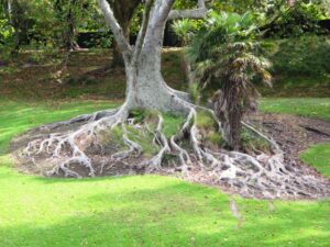 cyprus tree at Western Park tree