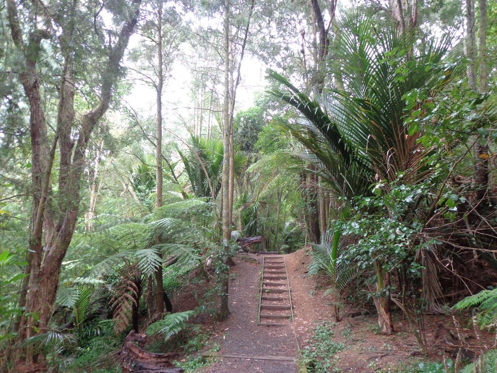 Pathway Bush at eskadale reserve bush walk