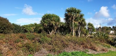 Kohuroa Park Native Bush