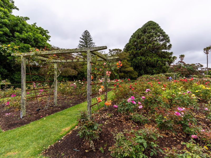 Pretty Parnell Rose Gardens in Auckland