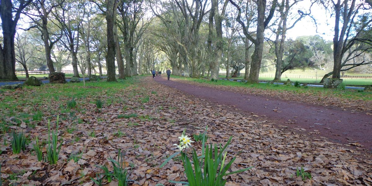 Walkers on the track to One Tree Hill in Auckland