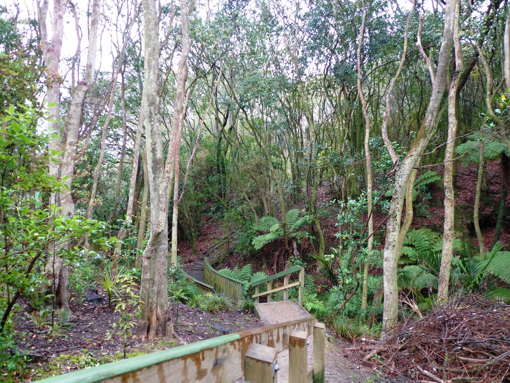 Native tree along westmere Loop walk