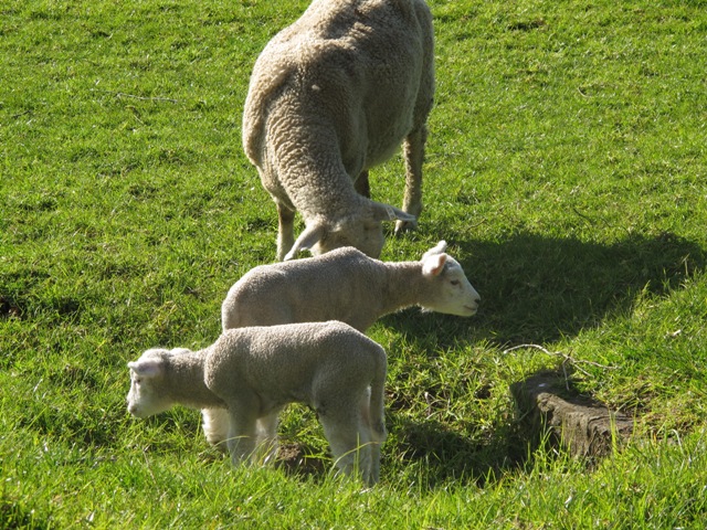 lambs at cornwall park