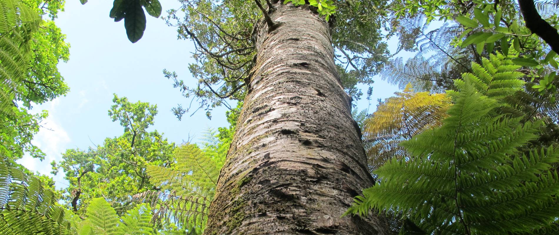 Big Kauri Tree in St Johns Bush in Auckland