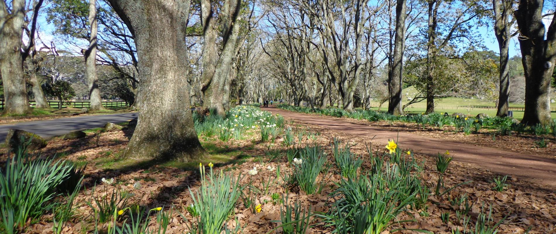 Cornwall Park One Tree Hill with daffodils