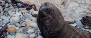 Kaikoura Walks