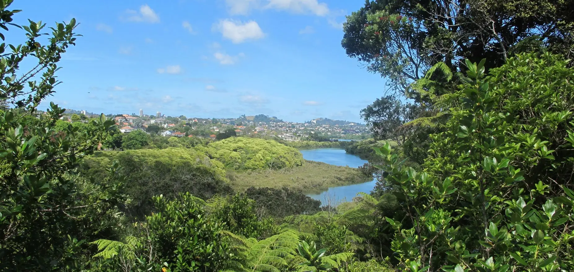 Kepa Bush Walk Auckland