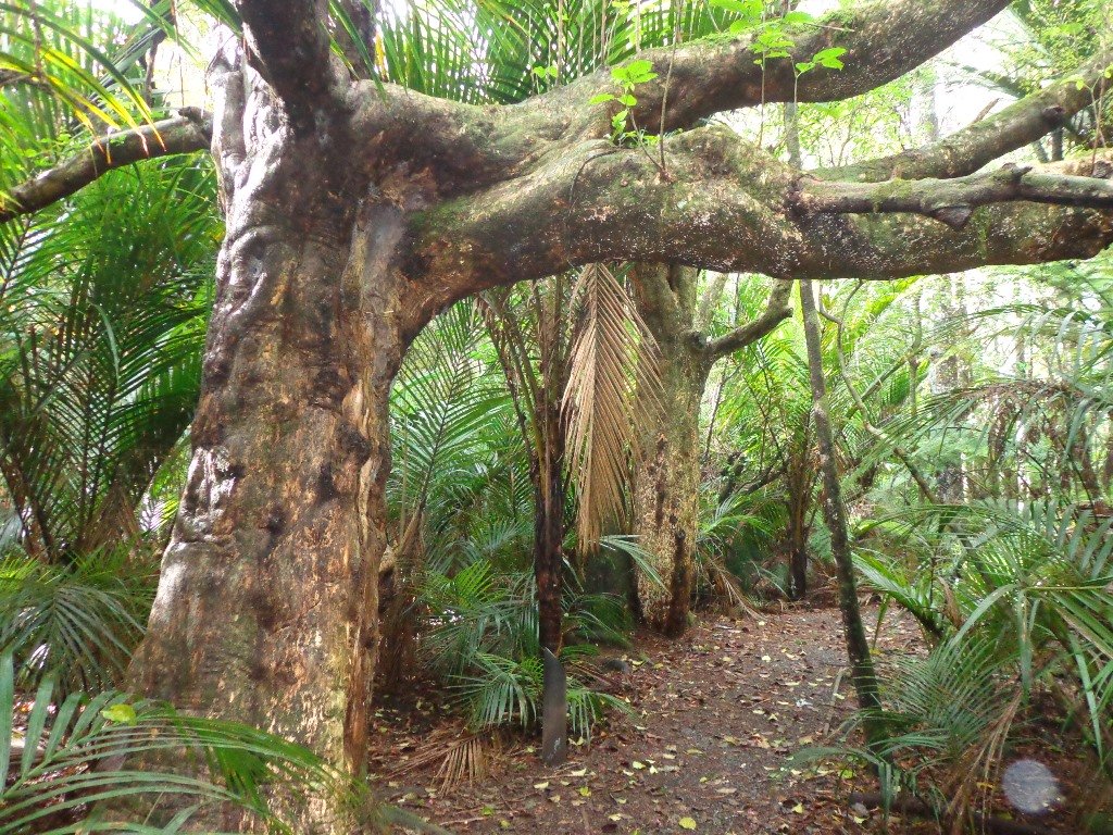 Bush and local plant around Murphys Bush Scenic Reserve