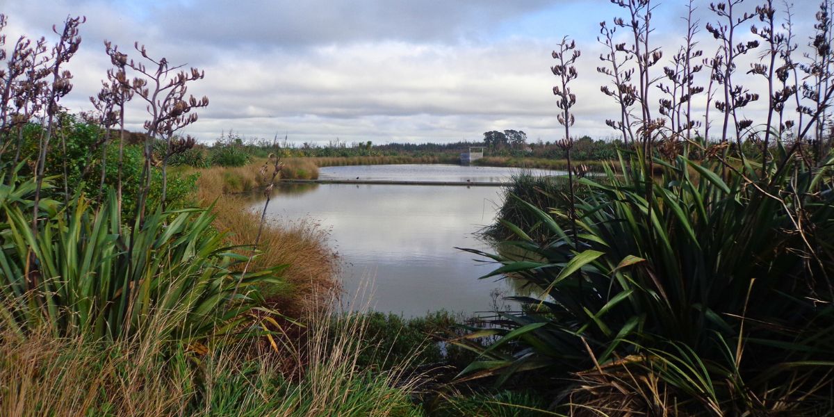 Pond at Barry Curtis Park in Flatbush