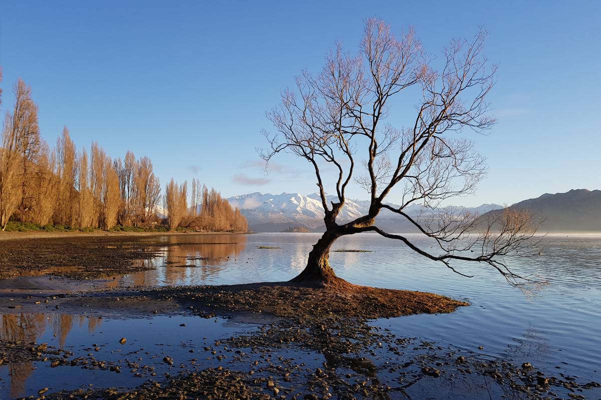 The famous Wanaka Tree in winter at Wanaka