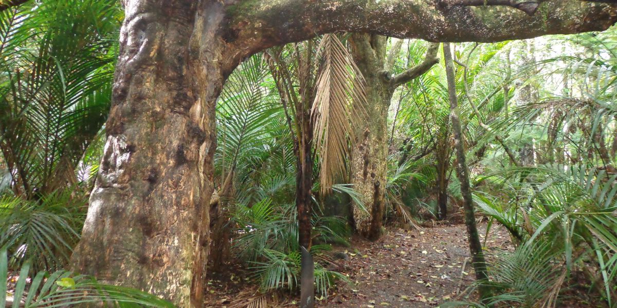 Trees and track at Murphys Bush Scenic Reserve, Flatbush