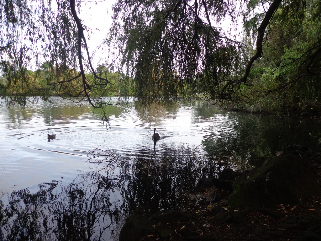 Ponds at Western Springs and Meola Reef