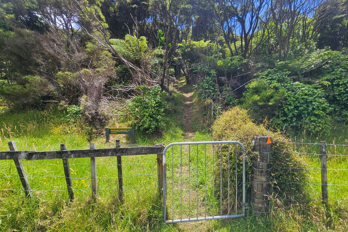 Photos of my Harataonga Loop Walk at Great Barrier Island (1)