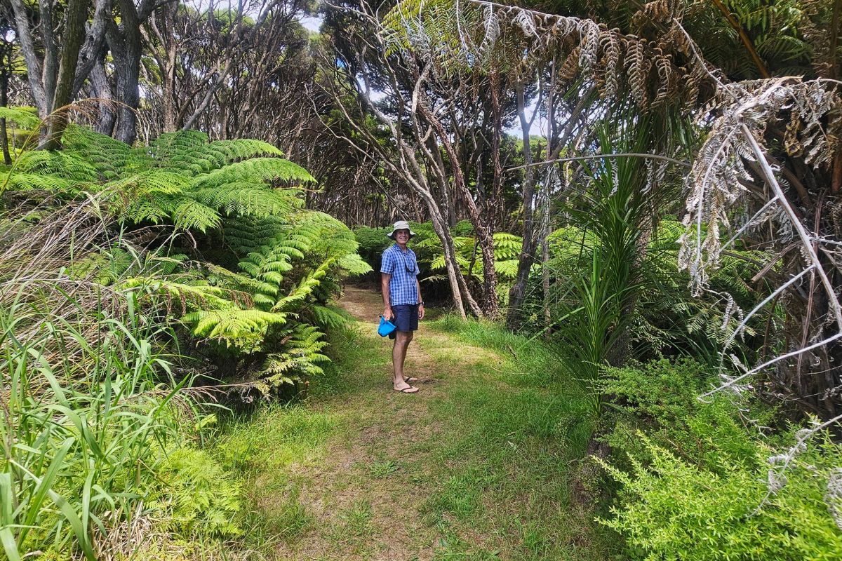 Photos of my Harataonga Loop Walk at Great Barrier Island (1)