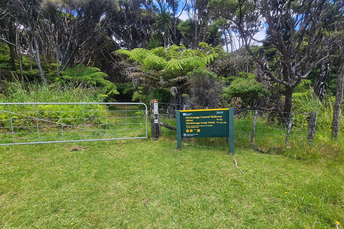 Photos of my Harataonga Loop Walk at Great Barrier Island (1)