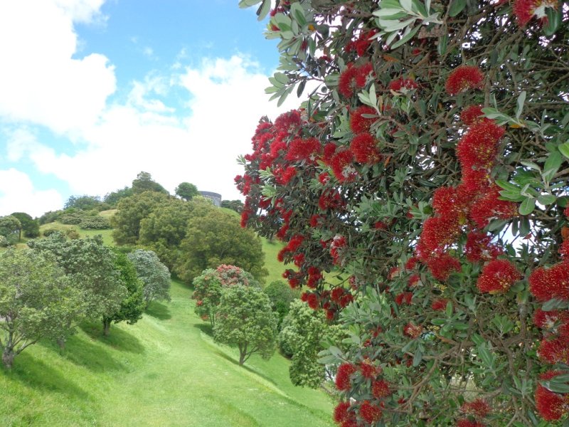 first pohutukawa when we walk on summer in auckland 2