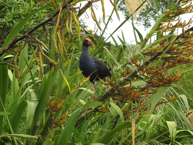 Birdlife Pukeko