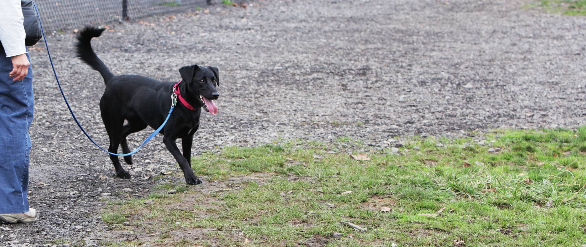 Dog on a leash walks in Auckland