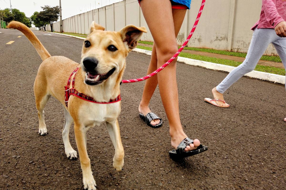 Dog on lead on the street on a walk in Auckland