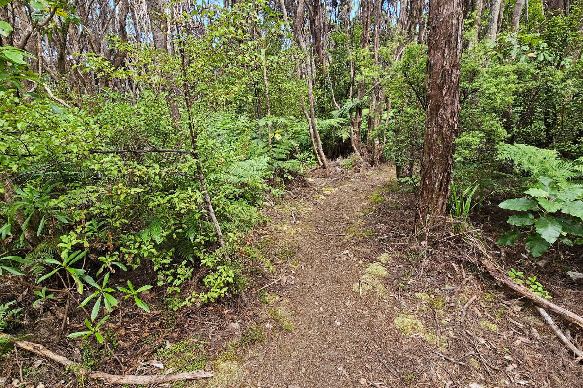 bush along the way of Old lady lookout Rock Track