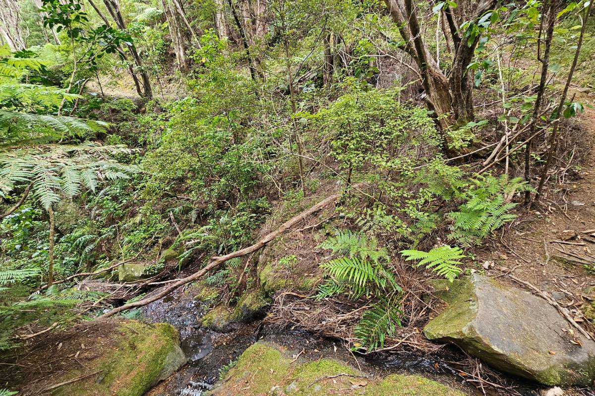 bush around Old lady lookout Rock Track