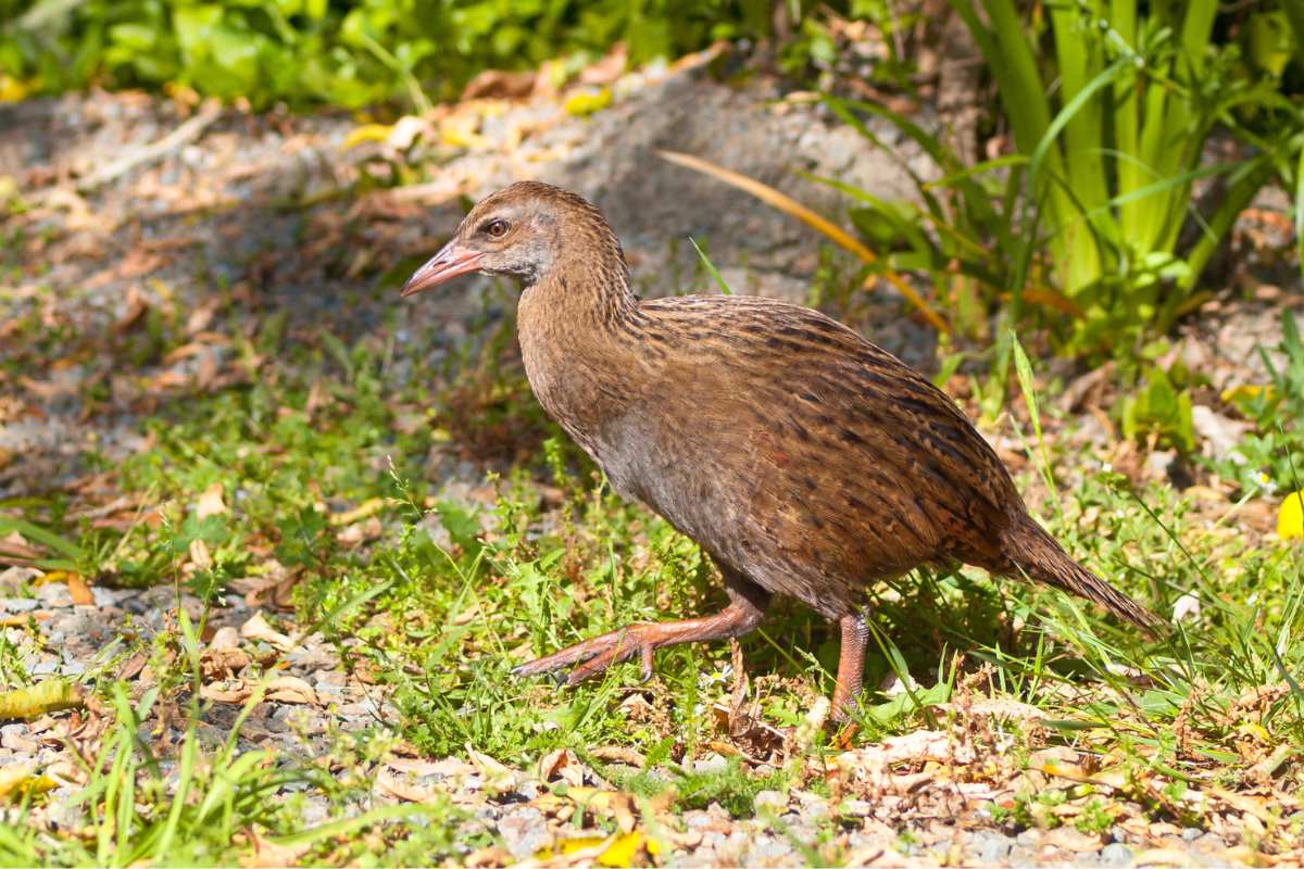 watch out of weka bird