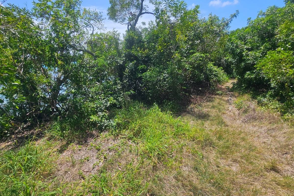 A path leading through a forest with trees on either side