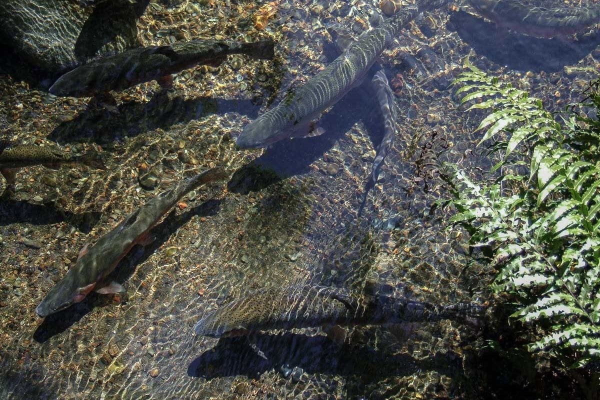 Trout at the Taupo Trout Centre