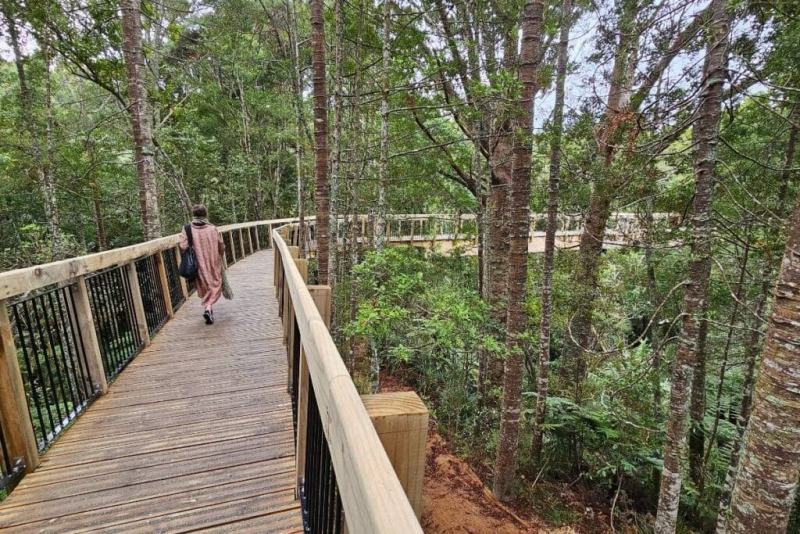 Visitors walk on a wooden bridge through the Kauri Glen Reserve