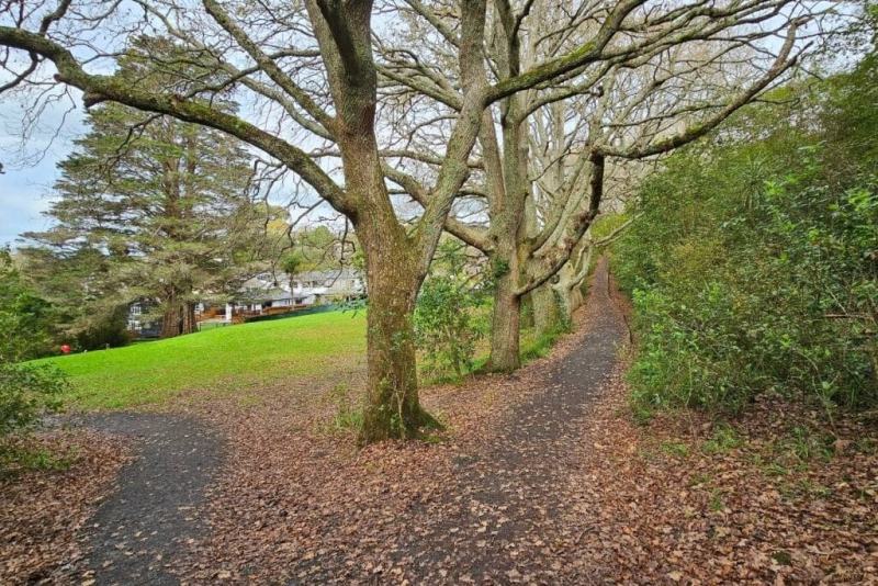Following the leaf-covered path on the Kauri Glen walk