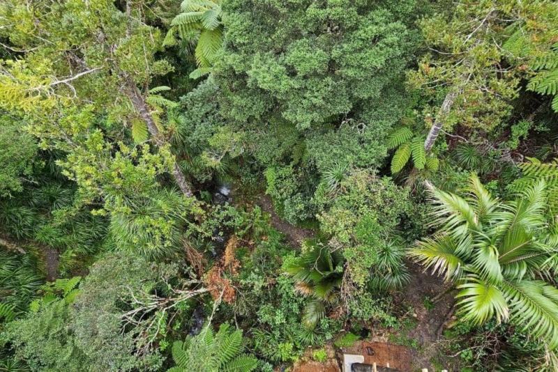 Looking down to the bush below from the wooden walkway on the Kauri Glen walk