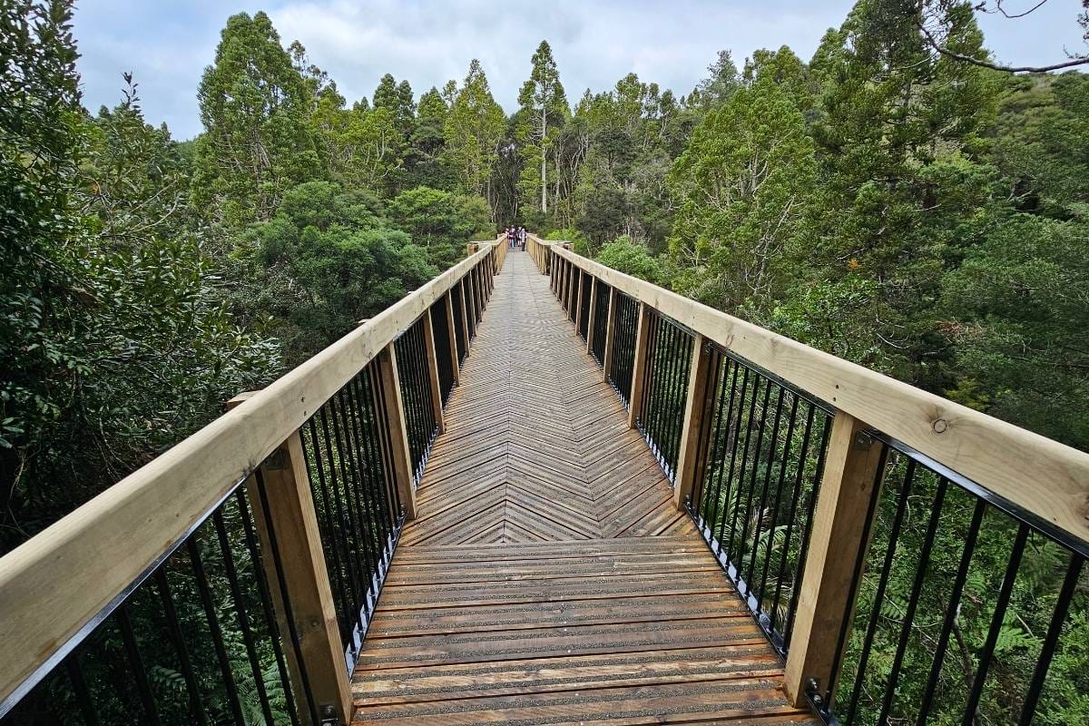Standing at one end of the wooden bridge on the Kauri Glen walk