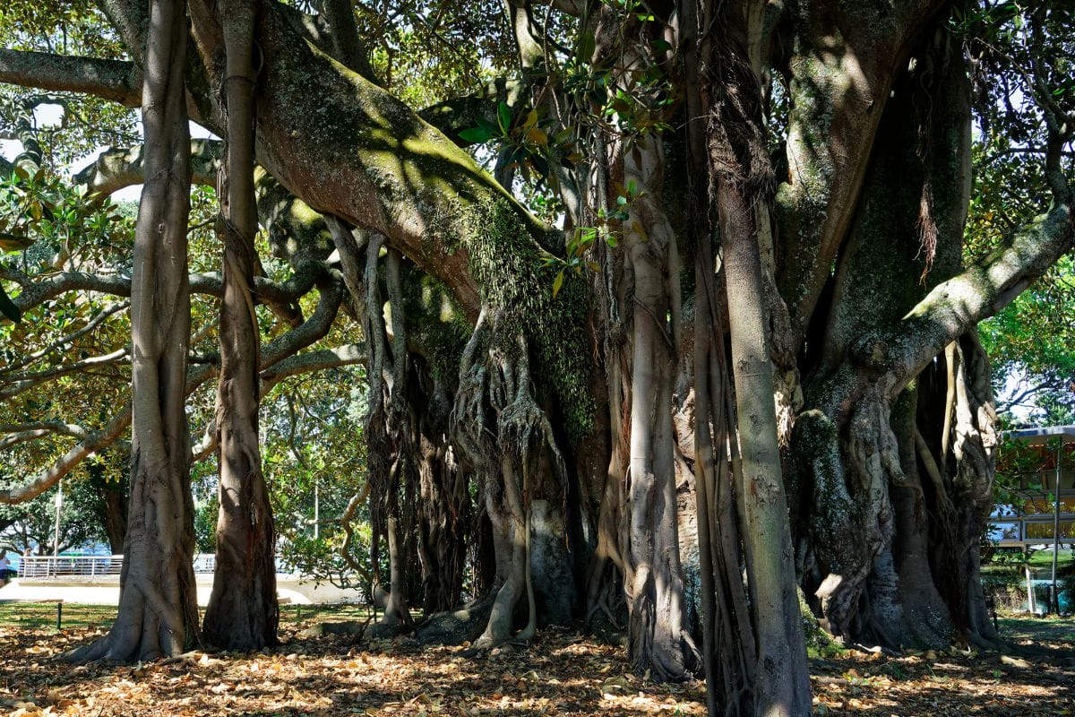 Stunning trees in the small park in Devonport