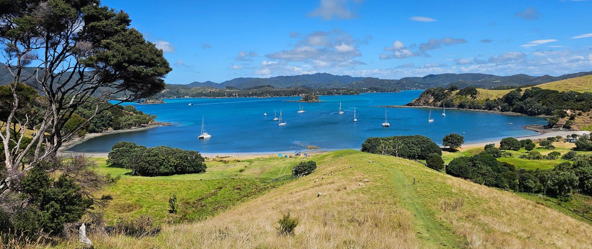 Urupukapuka Bay Loop Walk