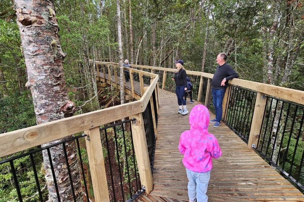 Visitors stroll on a scenic bridge at the Kauri Glen Reserve