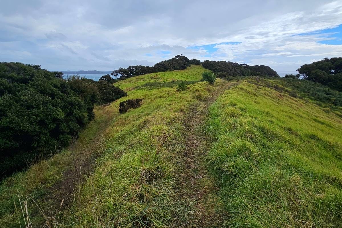 a grassy hill with a trail winding through it
