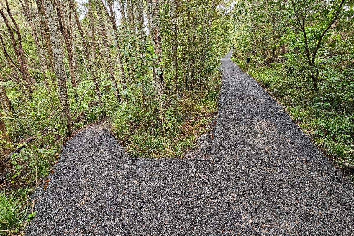 Fork in the gravel path both lead through the lovely bush on the Kauri Glen walk