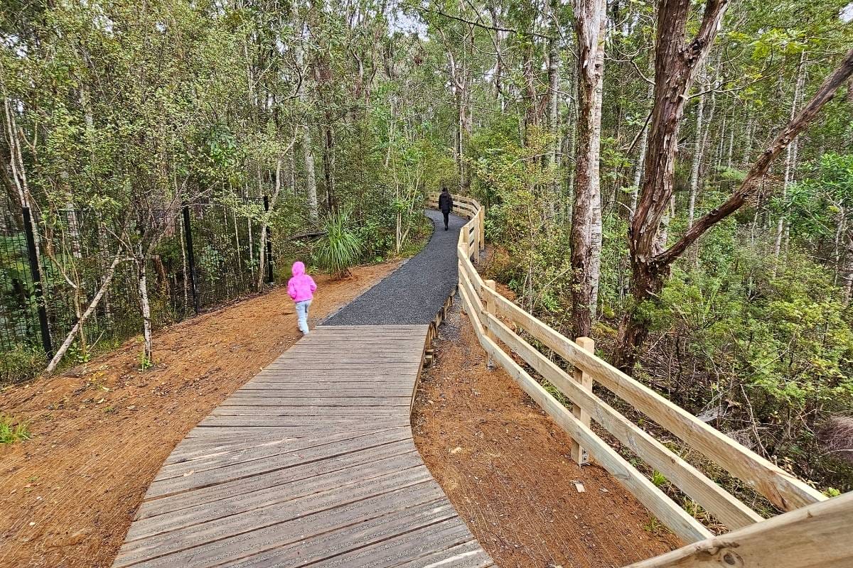 a little girl walk on a wooden walkway on the Kauri Glen walk