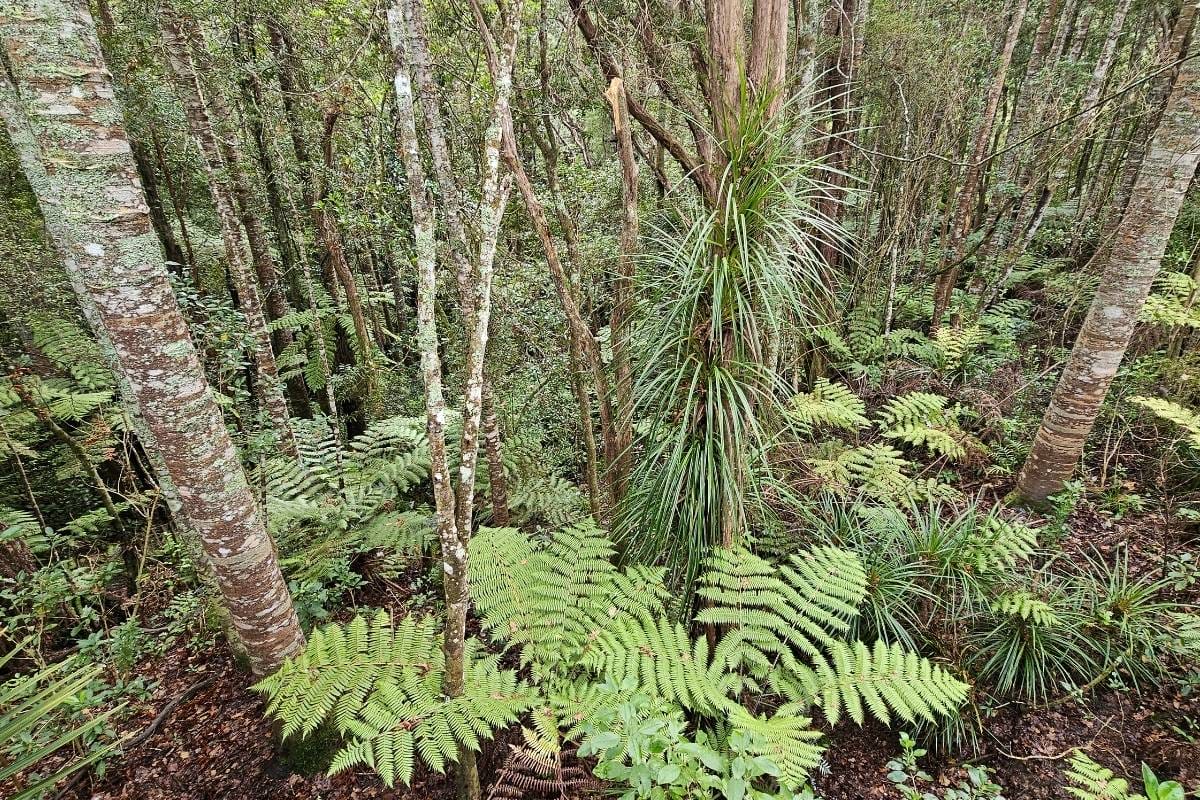 A lush green forest with ferns and trees on the Kauri Glen walk