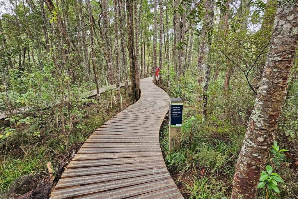 a person walking on a wooden path through on the Kauri Glen walk