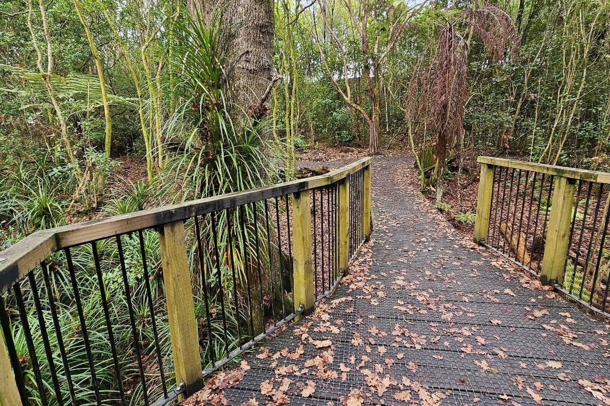 a wooden bridge in the middle of a forest on the Kauri Glen walk