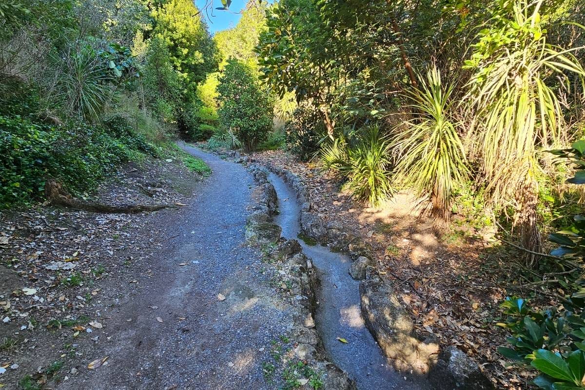 sunlight filtering through the leaves in the background