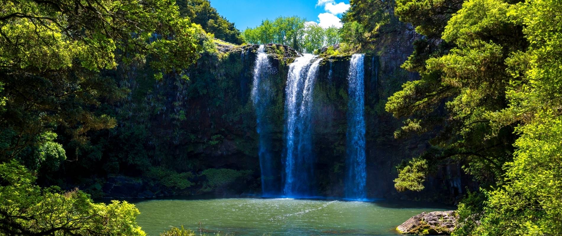 Whangarei Falls Walk A Must-Do Adventure in New Zealand!