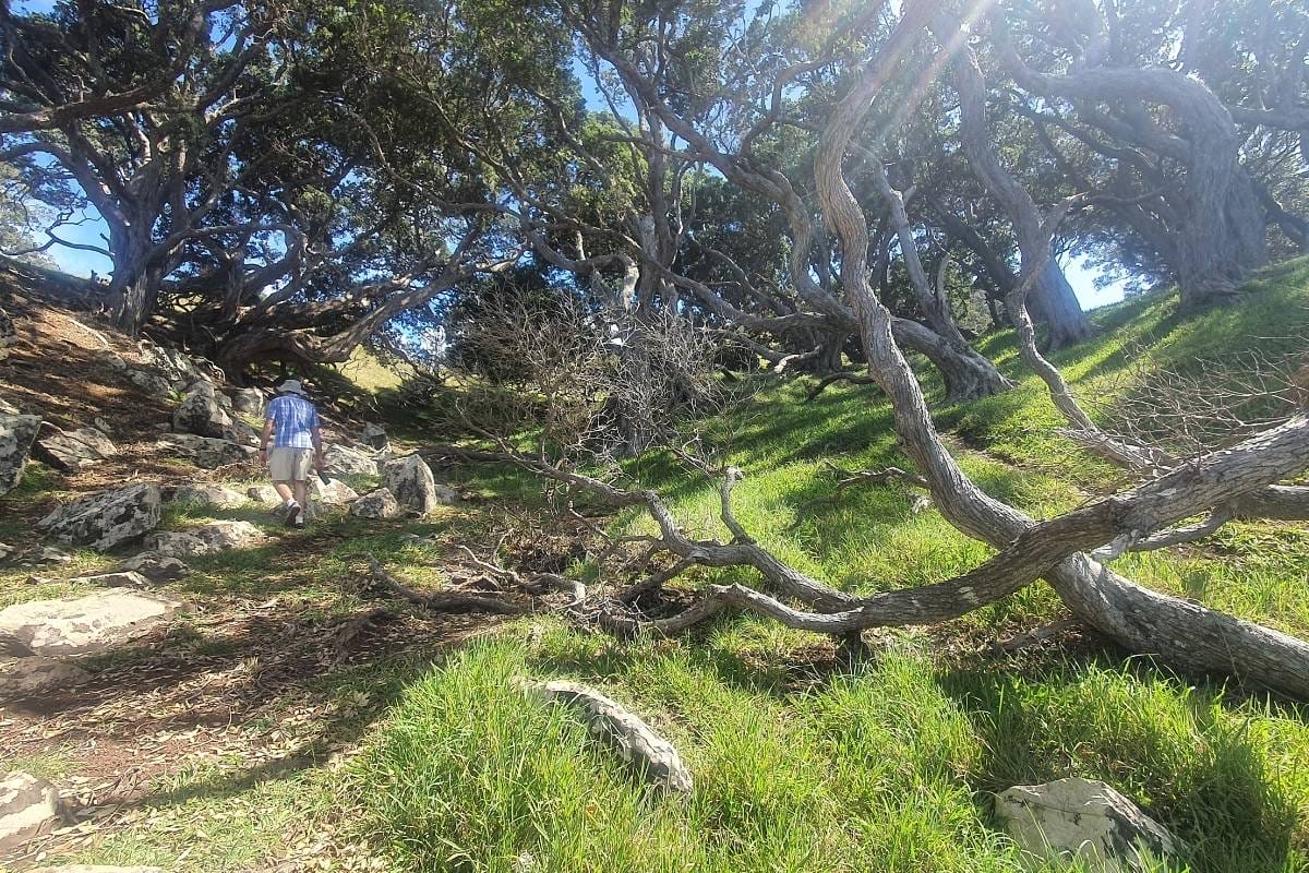 a man walking along a path through a forest