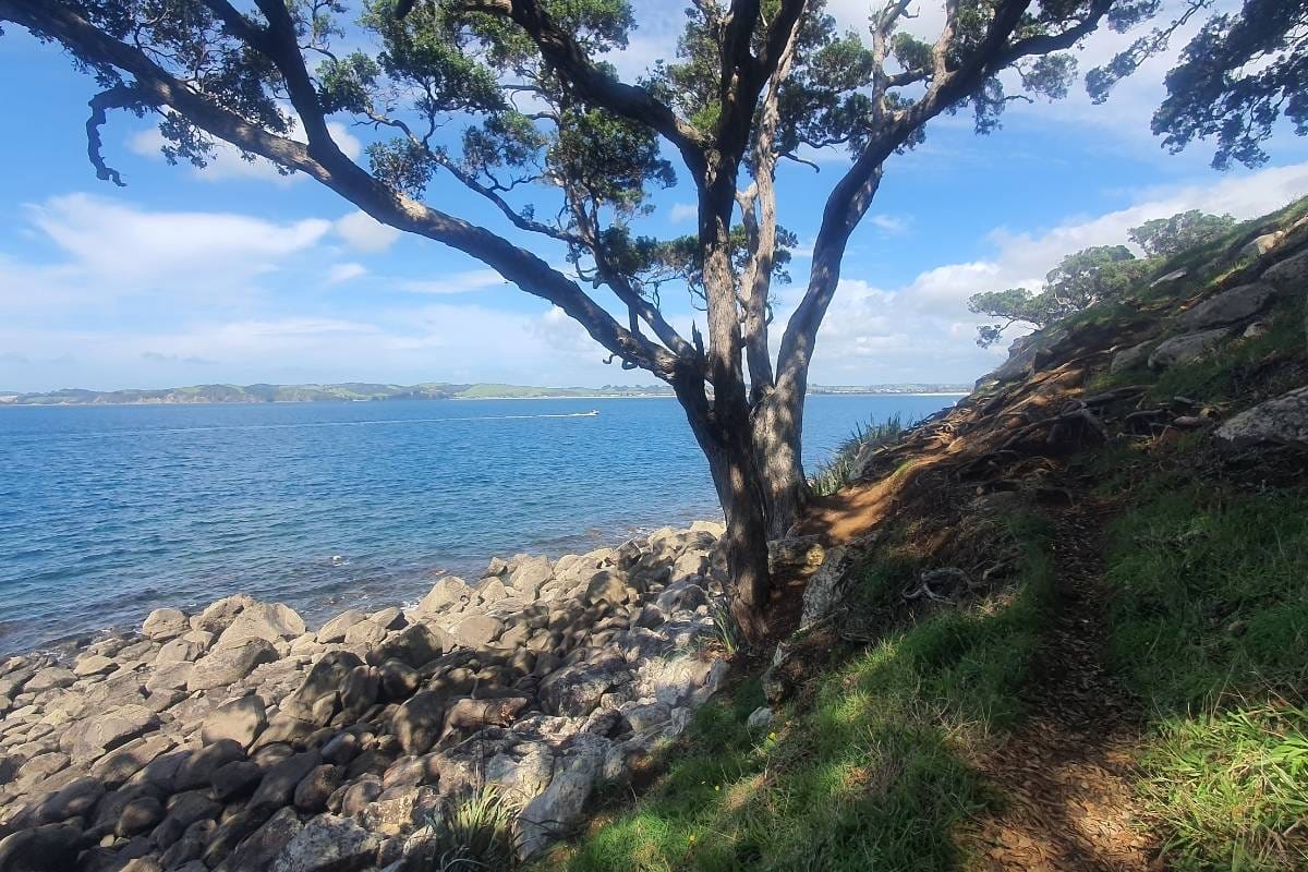 a tree sitting next to a body of water