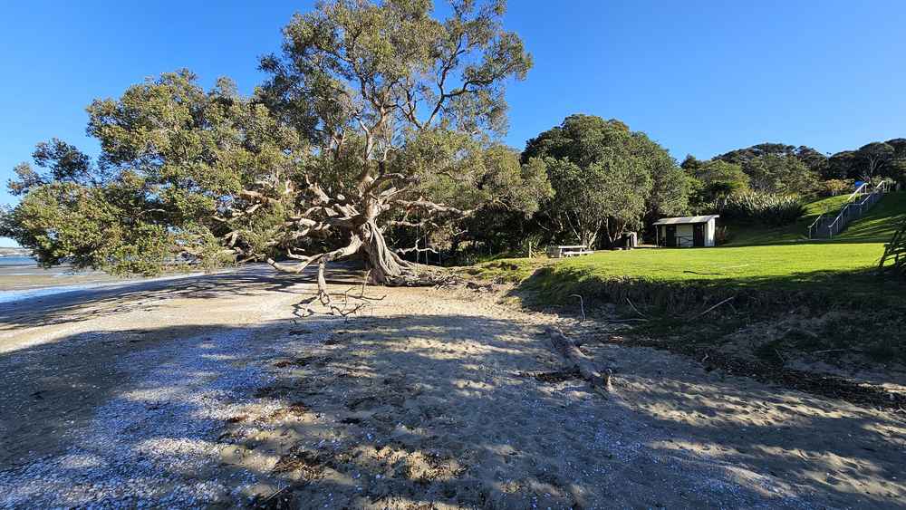 Large pohutukawa on the beach beside the picnic area and toilets