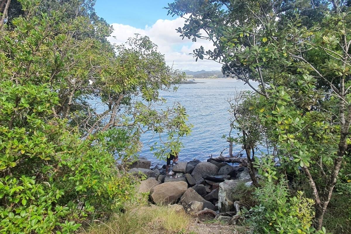 water seen through the leaves of trees called Planchonella sandwicensis and Charpentiera