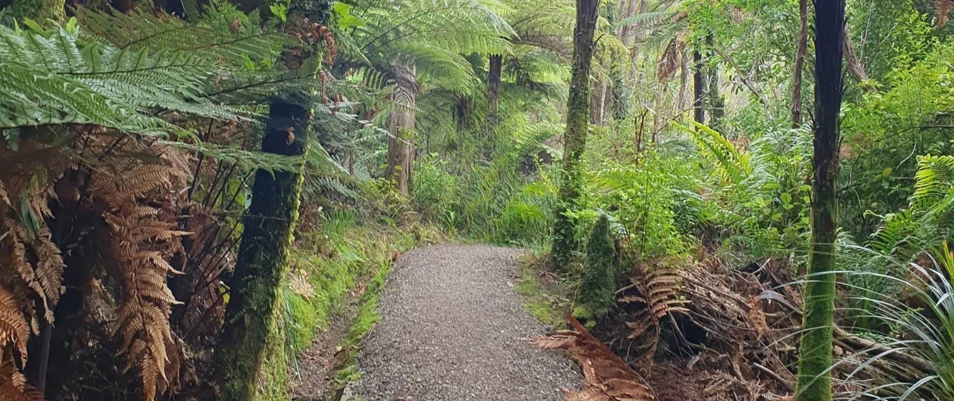 A wide shot of Auckland's Waitakere Ranges, showcasing the lush rainforest environment where many native botanicals thrive.