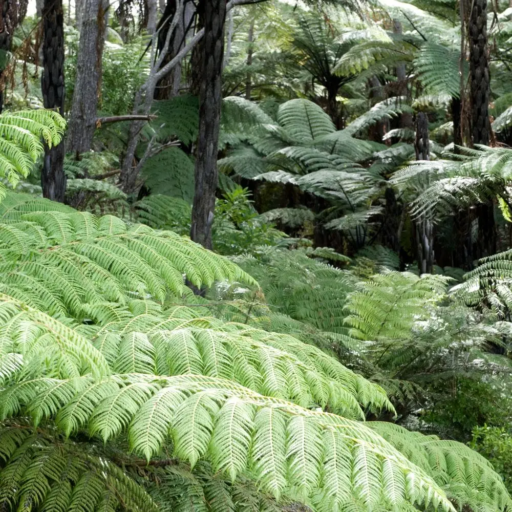 New Zealand bush on the Montana Heritage Trail in the Cascade Kauri Park in Auckland