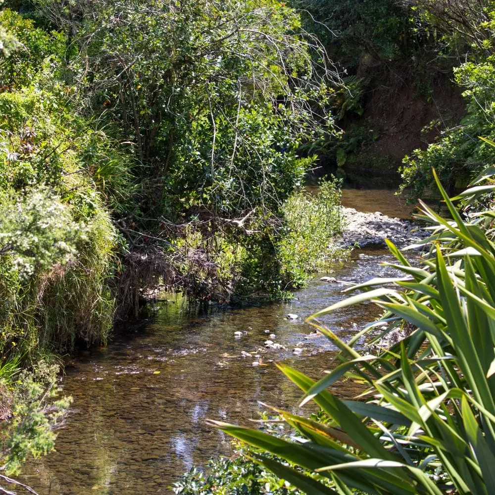 Stream in the Waitākere Ranges on the Montana Heritage Trail in the Cascade Kauri Park in Auckland